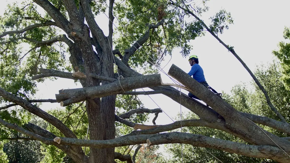 Professional Crown Thinning performed by certified arborists in Lake Creek