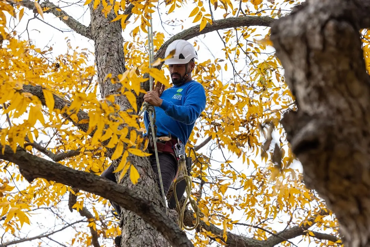 Skilled Tree Pruning crew working in Lake Creek
