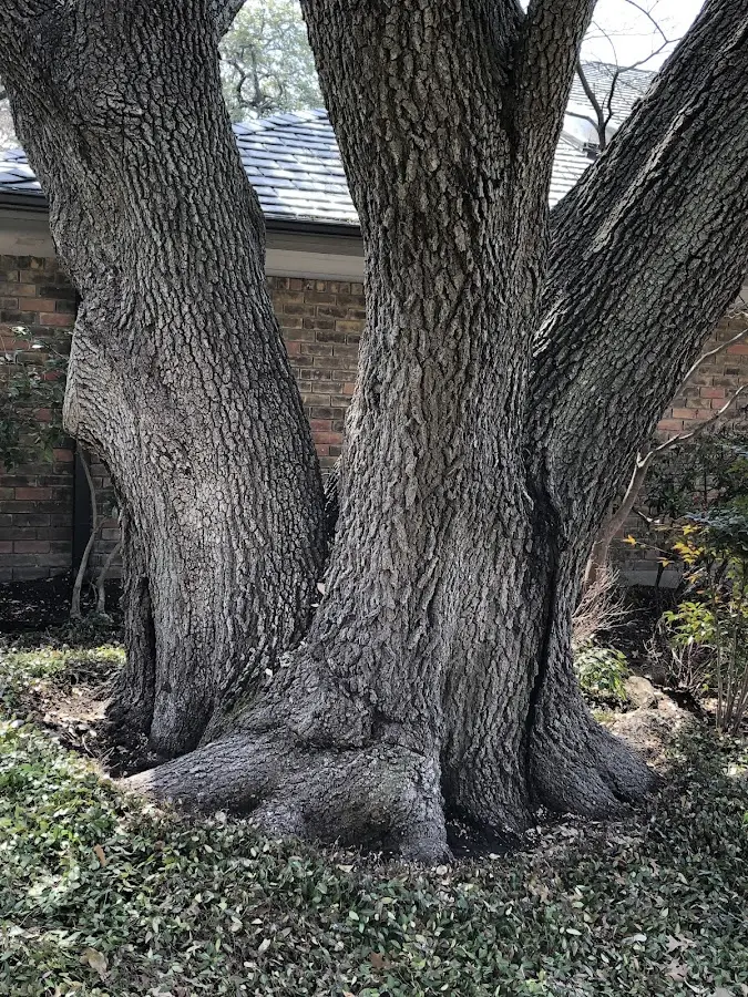 Mature heritage tree close to a Lake Creek property cared for by certified arborists