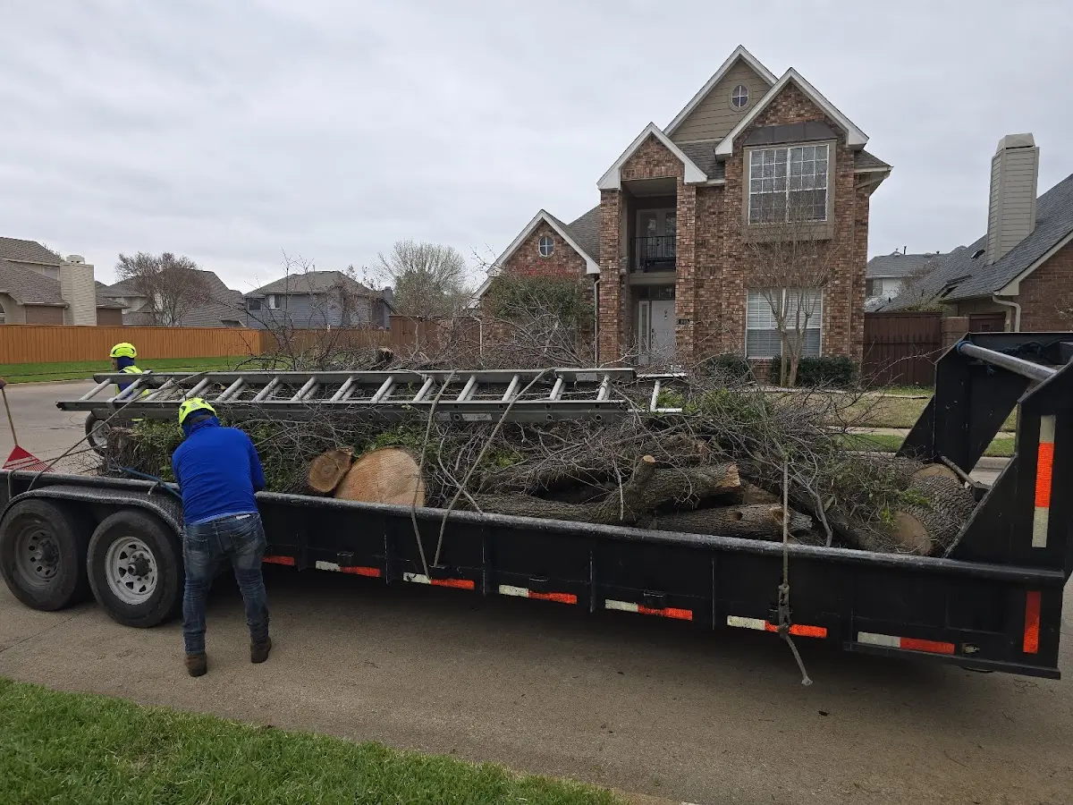Expert Tree Removal with proper safety equipment in Lake Creek